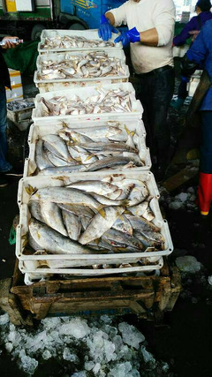 逛臺(tái)州水產(chǎn)品交易中心,看到的都是魚(yú),聞到的都是魚(yú)腥味。